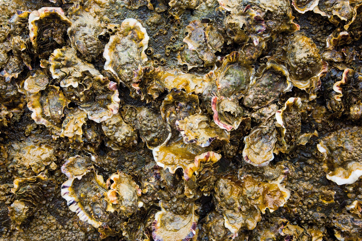 japanse oester japanse oester